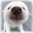 Animal LOL
