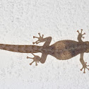 Marbled Leaf-toed Gecko