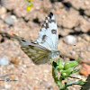 Checkered White, (winter form)