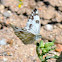 Checkered White, (winter form)