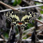Common Lime Butterfly, Lemon Butterfly, Lime Swallowtail, Small Citrus Butterfly, Chequered Swallowtail, Dingy Swallowtail, Citrus Swallowtail.