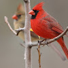 Cardinal