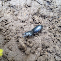 Big headed ground beetle