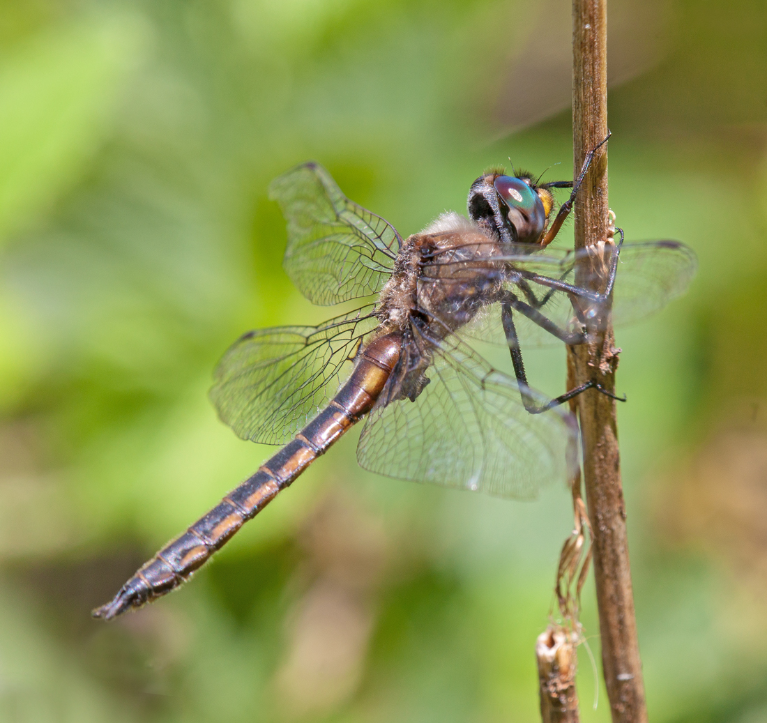 Common Baskettail dragonfly