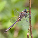 Common Baskettail dragonfly