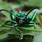 Sagra Beetle