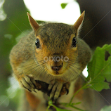 The Squirrel by Josh Rex -  