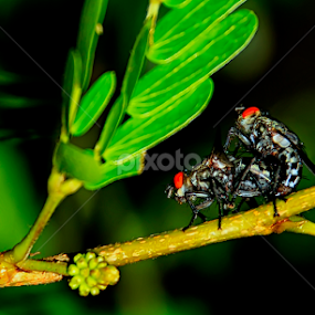 Reproduction by Putu Irpan Eka Ferdian - Animals Insects & Spiders