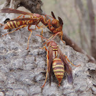 Paper Wasp