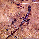 spectacled lizard
