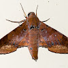 Sphinx Moth