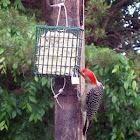 Red Headed Woodpecker