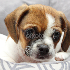 New Home by Brian Robinson - Animals - Dogs Puppies