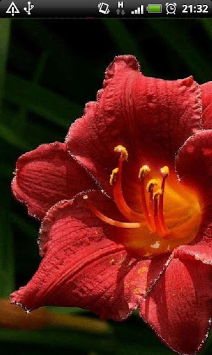 免費下載個人化APP|Beautiful Red Flower LWP app開箱文|APP開箱王