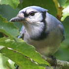 Blue Jay