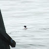 Red-Breasted Merganser