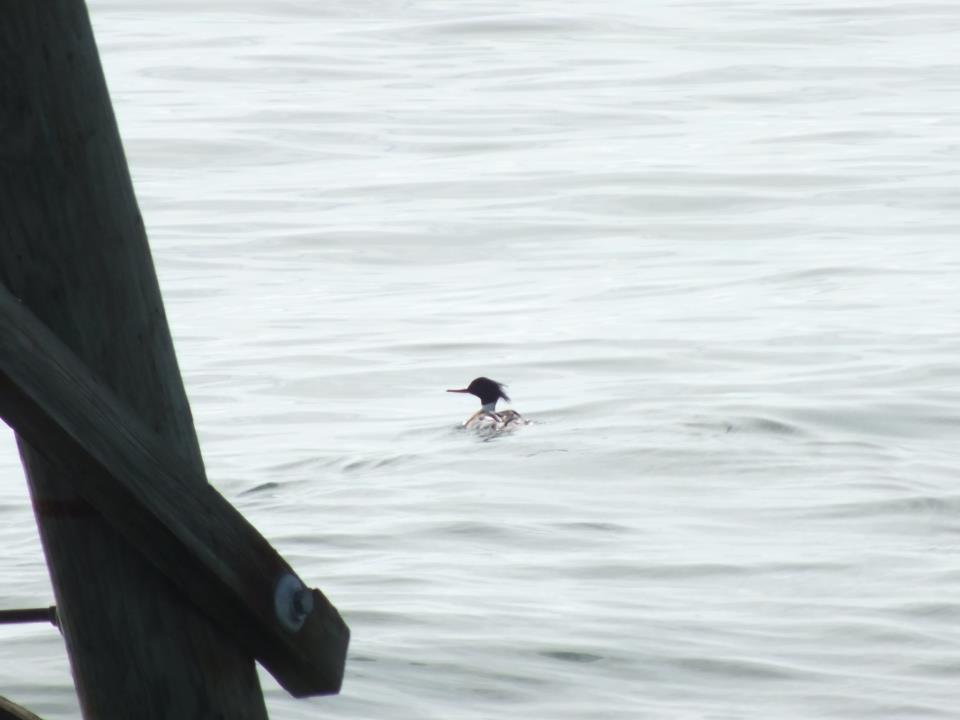 Red-Breasted Merganser