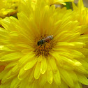 Indian Honey bee (worker)