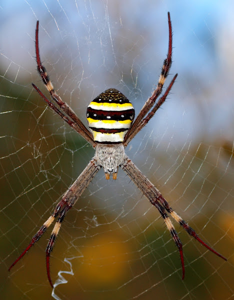 Saint Andrews Cross Spider | Project Noah