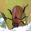 Beetle - Grapevine Beetle