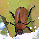 Beetle - Grapevine Beetle