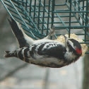 Downy Woodpecker Male