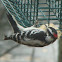 Downy Woodpecker Male