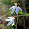 Caladenia orchid