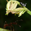 Treehopper and Ant