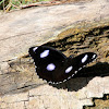 Varied Eggfly