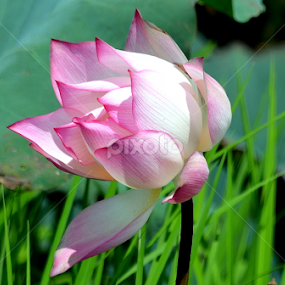 LOTUS1 by Jyotirmoy Phukan - Flowers Single Flower