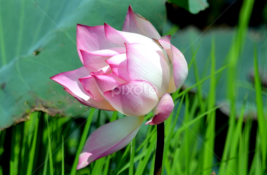 LOTUS1 by Jyotirmoy Phukan - Flowers Single Flower