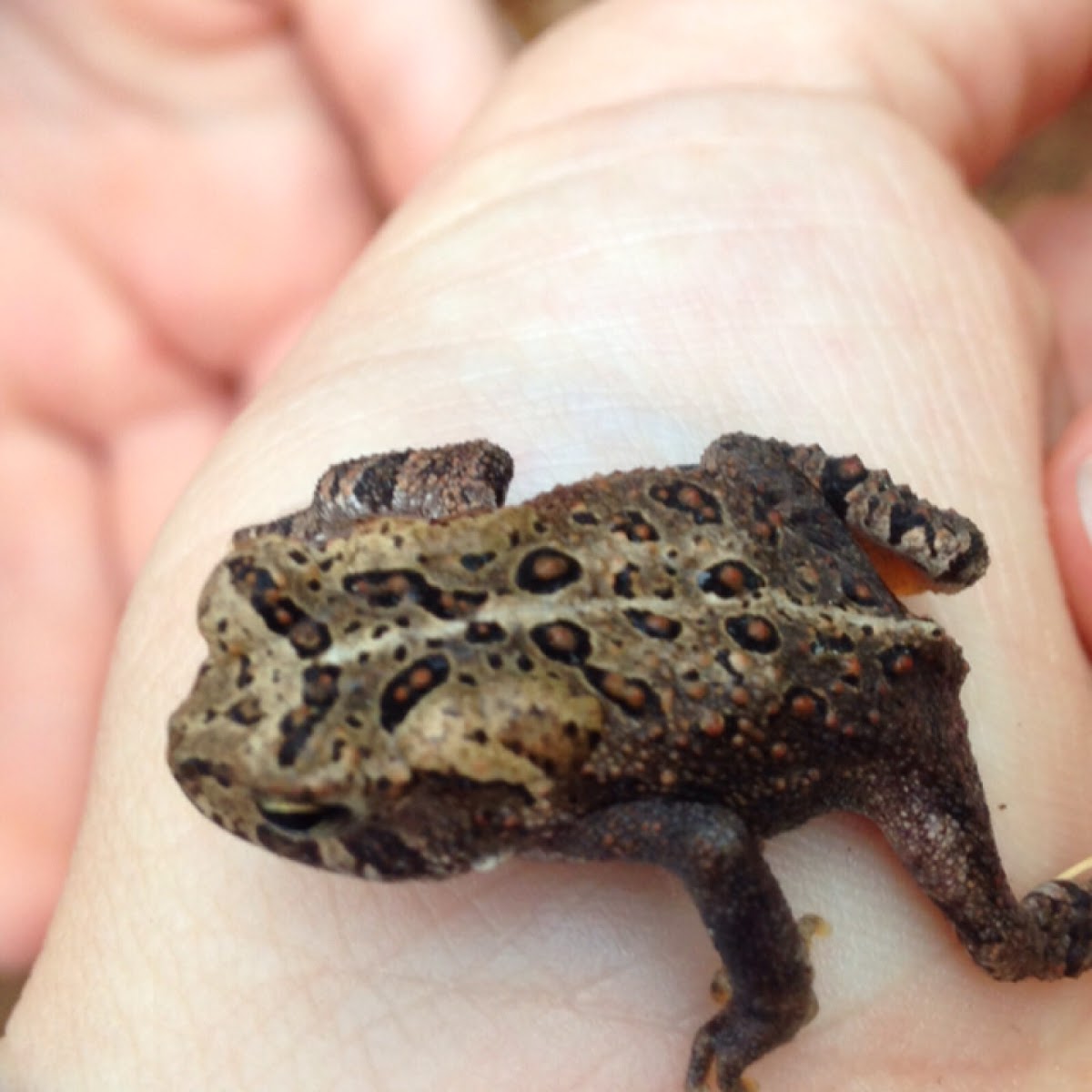 American Toad