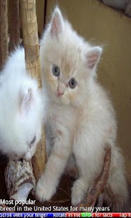 Top 20 Cats and Kittens - náhled