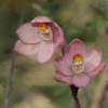 Salmon sun orchid