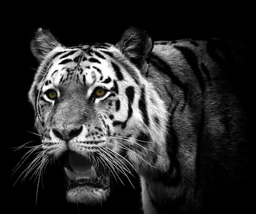How to install Wild Tiger 3D 1.01 mod apk for laptop