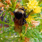 Yellow-faced bumblebee