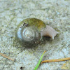 Oregon megomphix snail