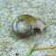 Oregon megomphix snail