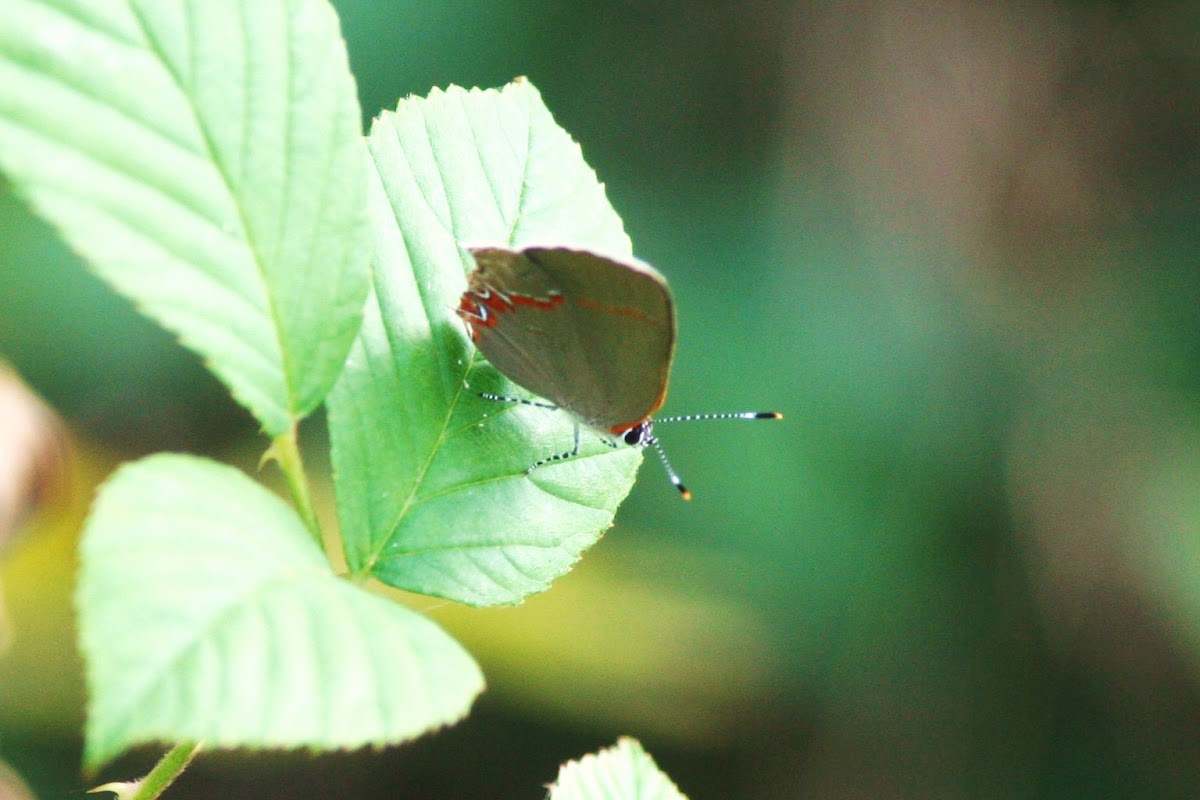 Gossamer-Winged Butterfly