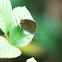 Gossamer-Winged Butterfly