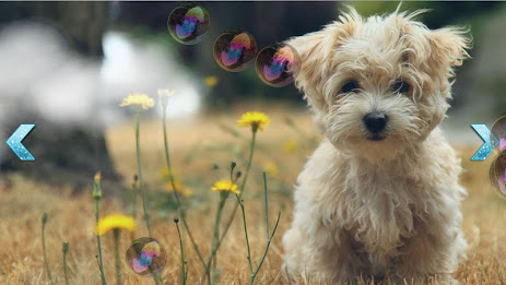 Baby Soap bubbles poster 4