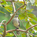 Tropical Mockingbird