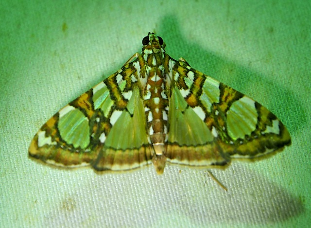 Mulberry Leaftier Moth