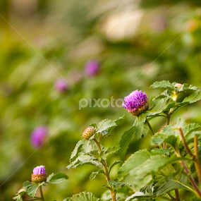 purple on green by Ndang Chun - Flowers Flowers in the Wild