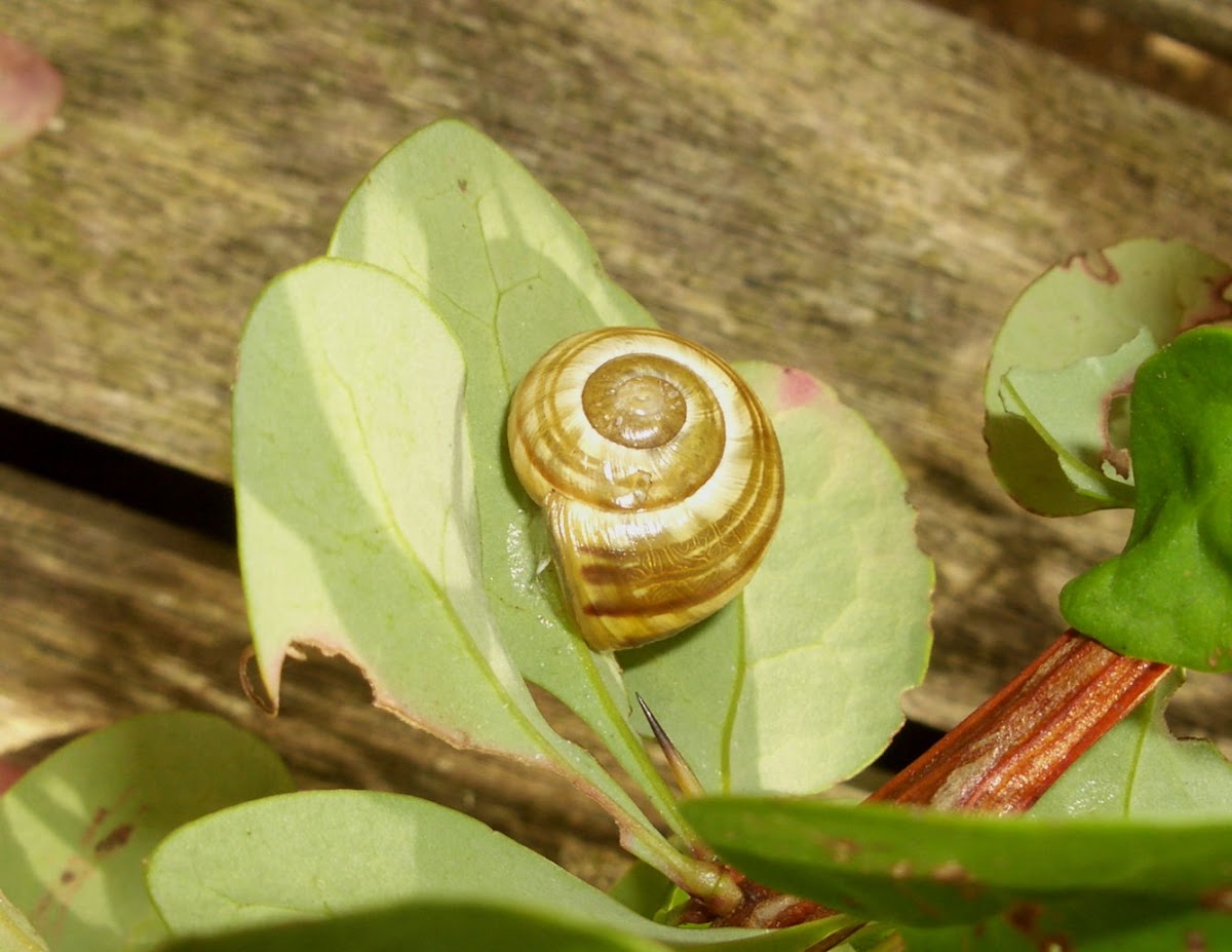 White-lipped Snail