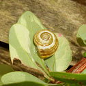 White-lipped Snail