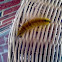 Dagger Moth Larva
