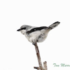 Northern Shrike