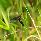 Spider-hunting wasp (Klug) Female